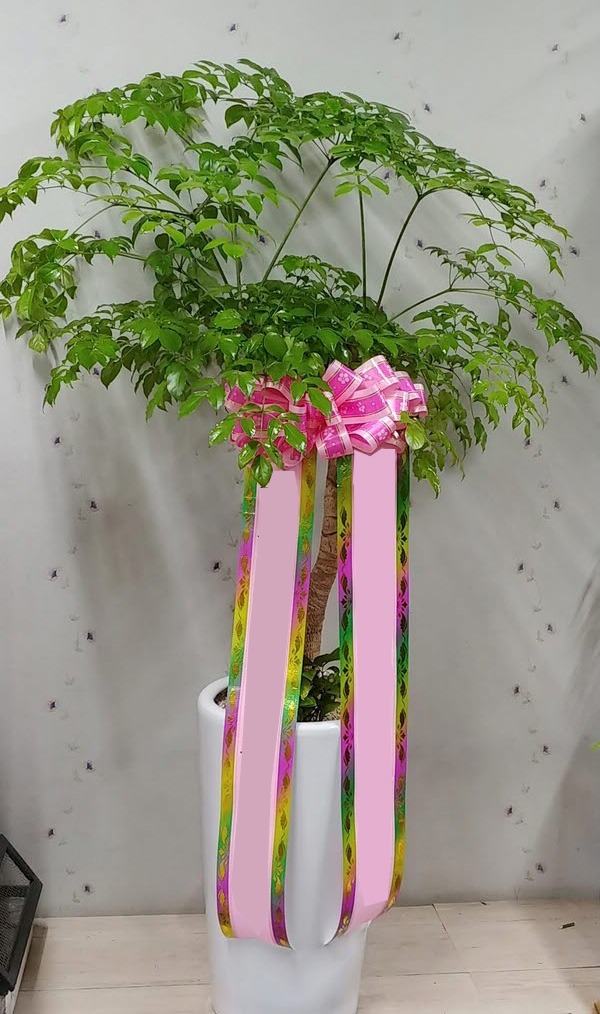 ����Ʈ��