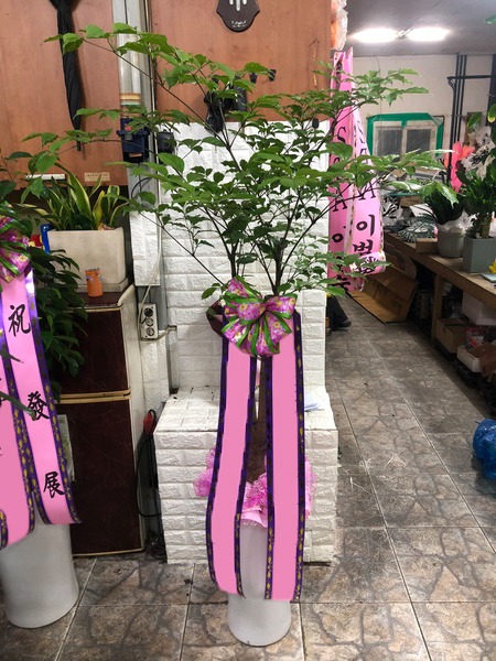 ����Ʈ��