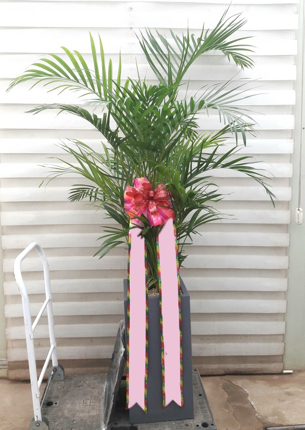 �Ʒ�ī����