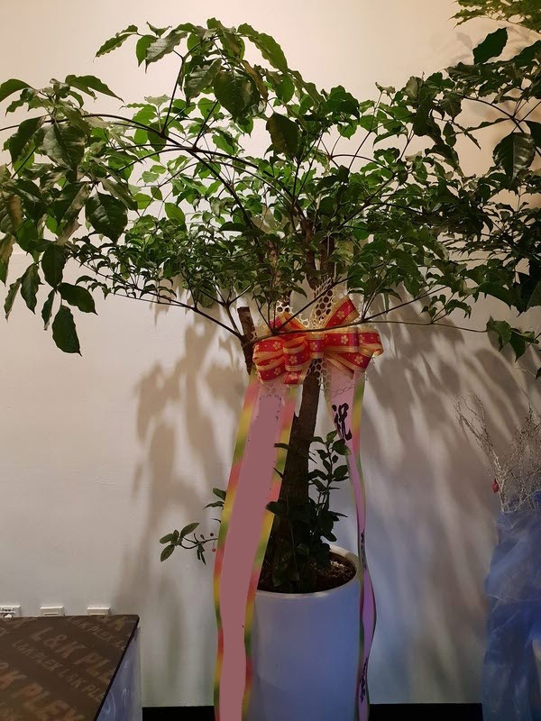 ����Ʈ��