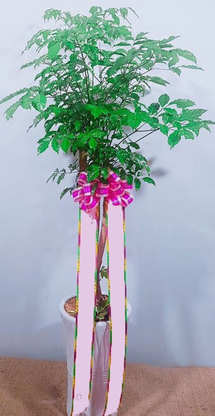 ����Ʈ��