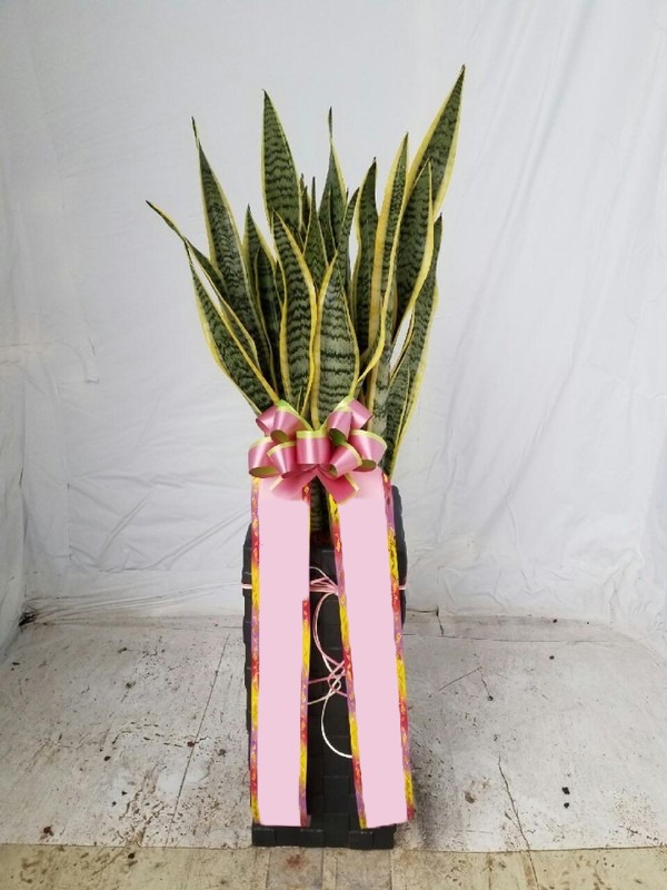 �꼼������