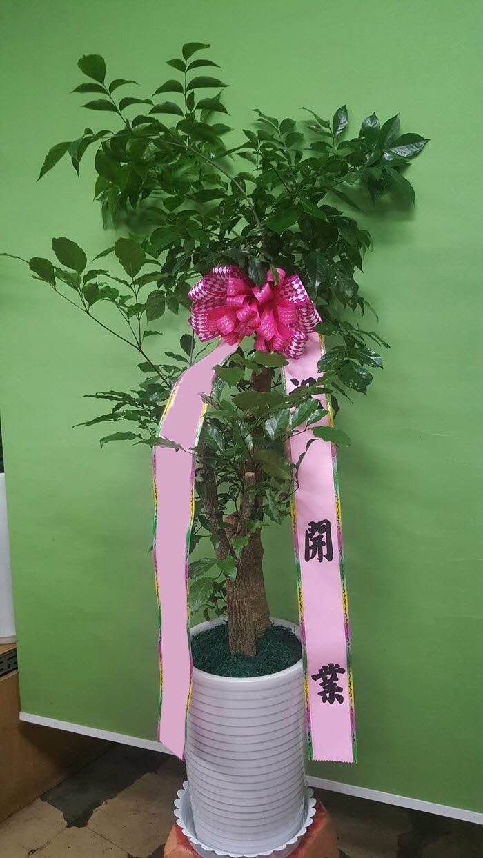 ����Ʈ��