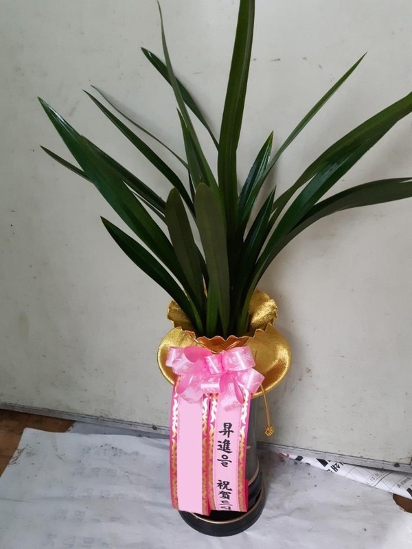 ��õ����