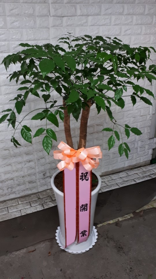 ����Ʈ��