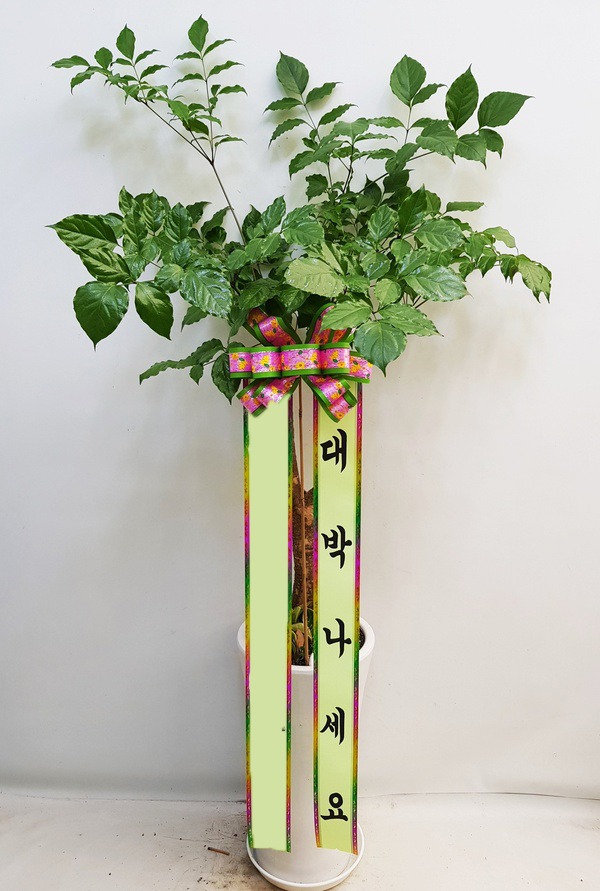 ����Ʈ��