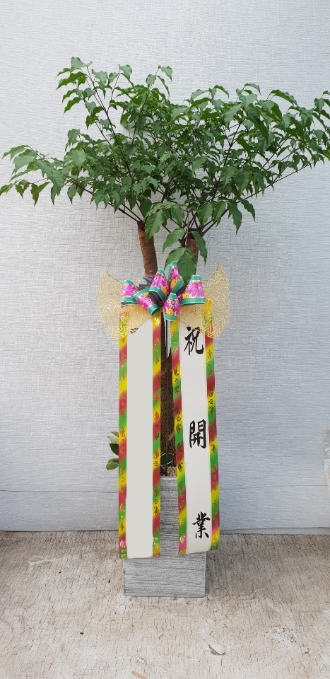 ����Ʈ��