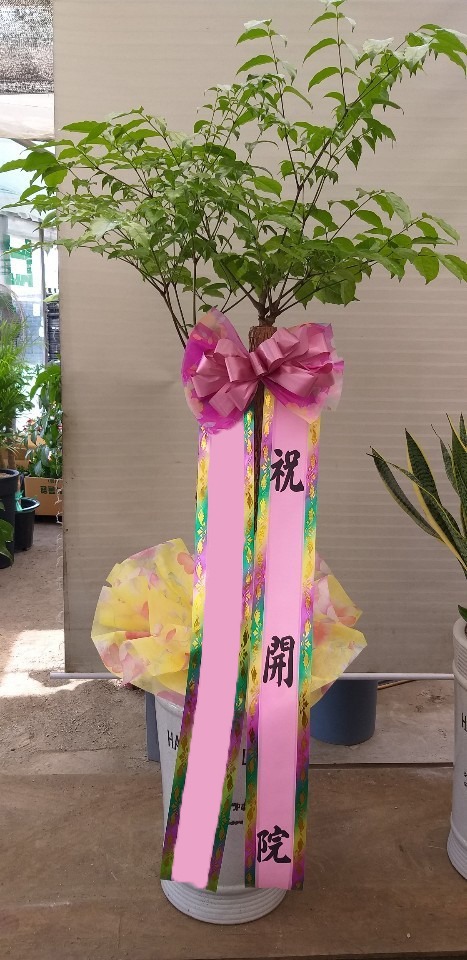 ����Ʈ��