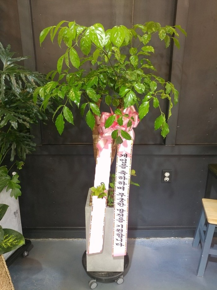 ����Ʈ��